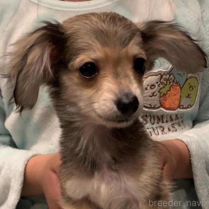 販売中の愛知県のチワックス:チワワ×ミニチュアダックスフンド-453321の4枚目