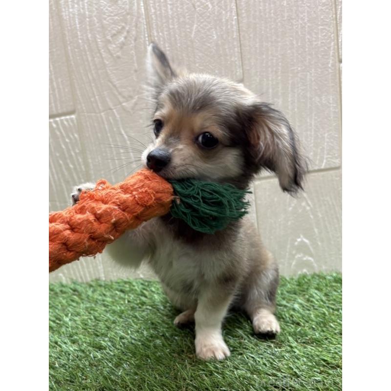 販売中の愛知県のチワックス:チワワ×ミニチュアダックスフンド-453321の2枚目