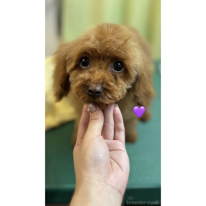販売中の愛知県のトイプードル-453323の3枚目