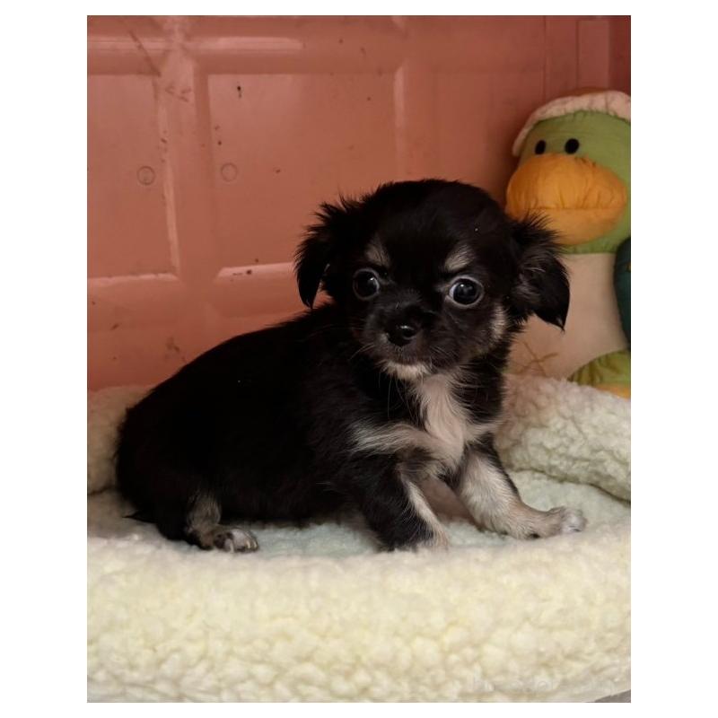 販売中の石川県のチワワ(ロングコート)-453324の2枚目