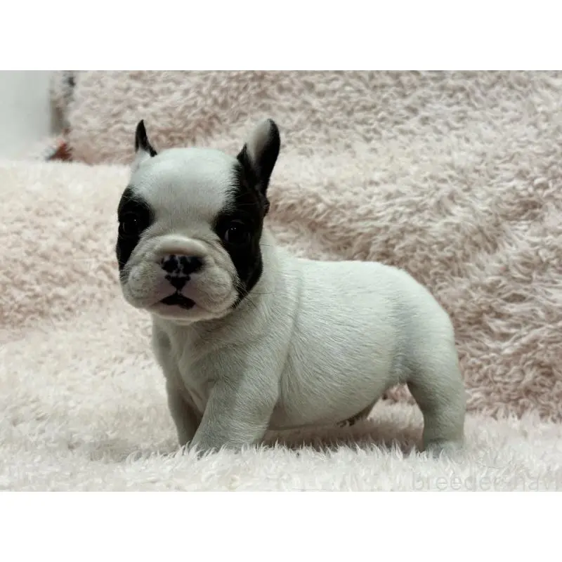 成約済の三重県のフレンチブルドッグ-453325の13枚目