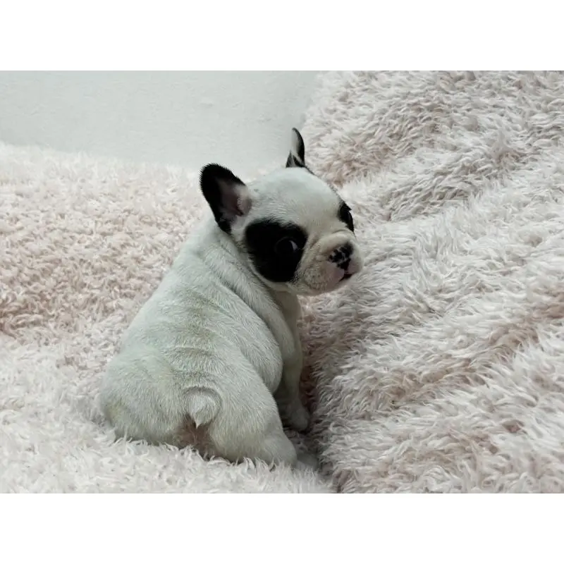 成約済の三重県のフレンチブルドッグ-453325の12枚目