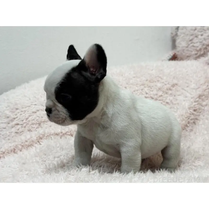 成約済の三重県のフレンチブルドッグ-453325の11枚目