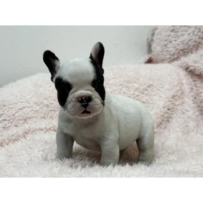 成約済の三重県のフレンチブルドッグ-453325の10枚目