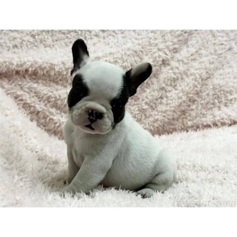 成約済の三重県のフレンチブルドッグ-453325の9枚目