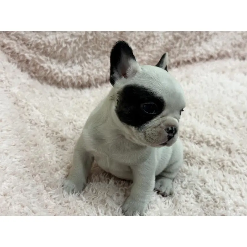 成約済の三重県のフレンチブルドッグ-453325の8枚目