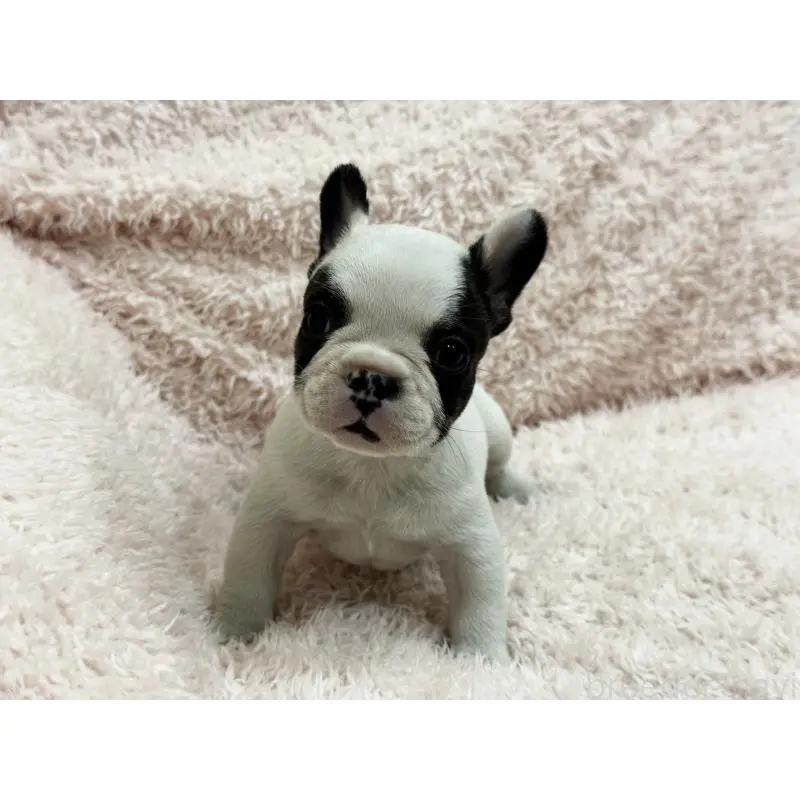 成約済の三重県のフレンチブルドッグ-453325の7枚目