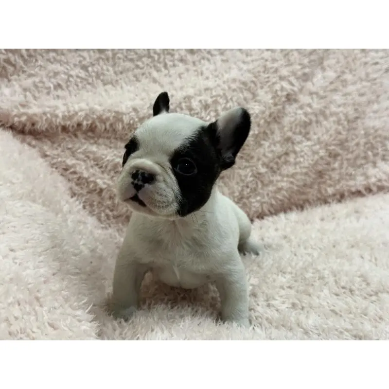 成約済の三重県のフレンチブルドッグ-453325の6枚目