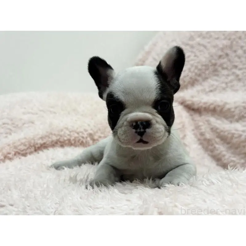 成約済の三重県のフレンチブルドッグ-453325の5枚目