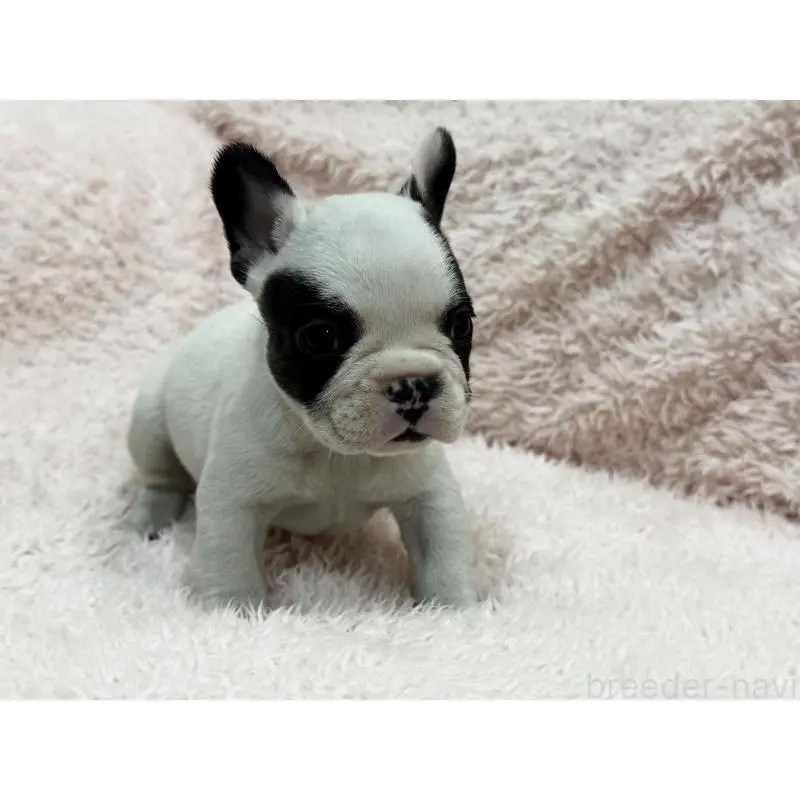 成約済の三重県のフレンチブルドッグ-453325の4枚目