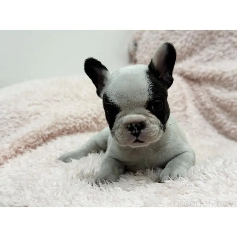成約済の三重県のフレンチブルドッグ-453325の3枚目