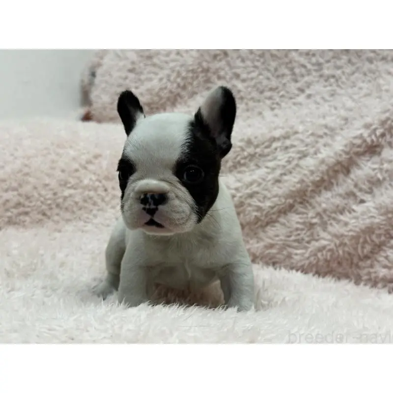 成約済の三重県のフレンチブルドッグ-453325の2枚目