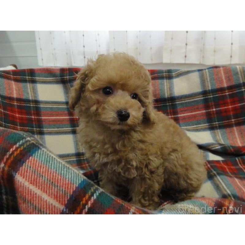 販売中の宮城県のトイプードル-453091の8枚目