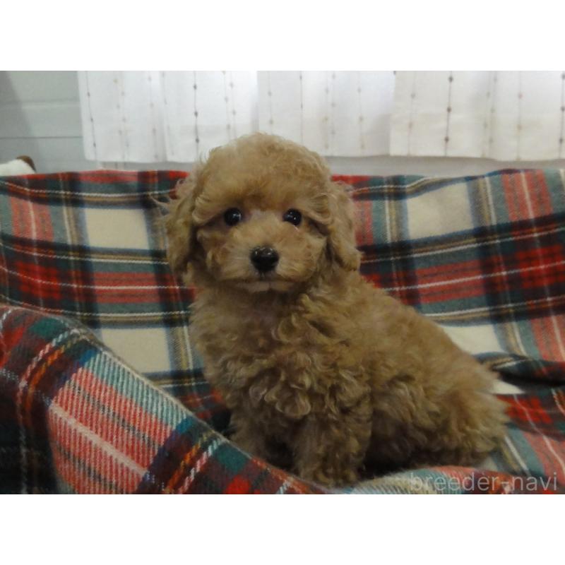 販売中の宮城県のトイプードル-453091の7枚目