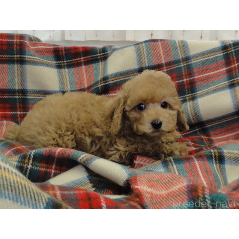 販売中の宮城県のトイプードル-453091の6枚目