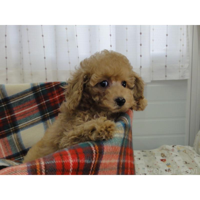 販売中の宮城県のトイプードル-453091の5枚目