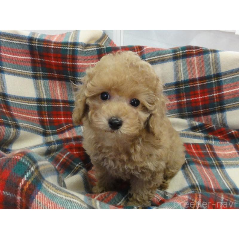 販売中の宮城県のトイプードル-453091の2枚目