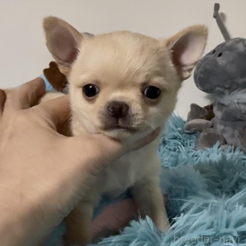 販売中の東京都のチワワ(ロングコート)-453092の5枚目