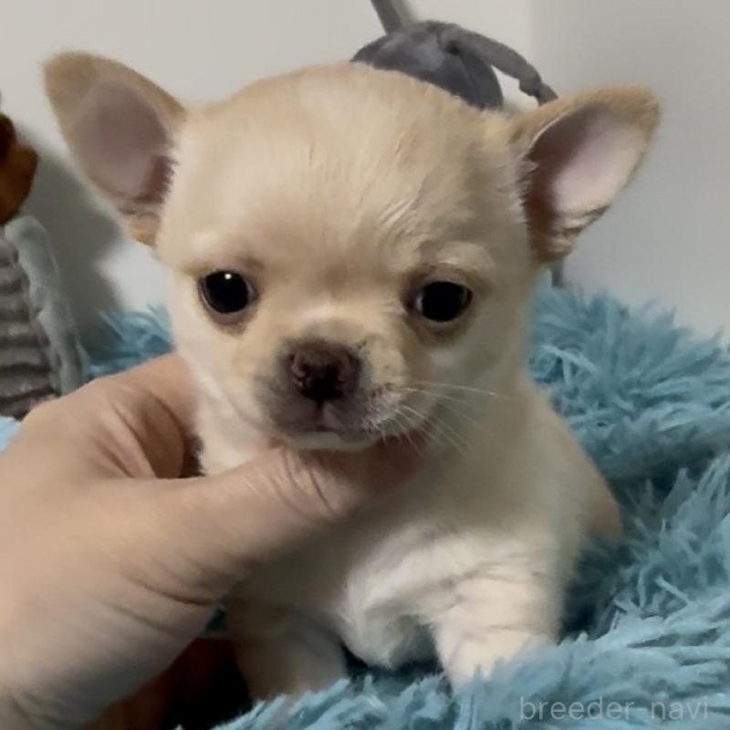 販売中の東京都のチワワ(ロングコート)-453092の6枚目