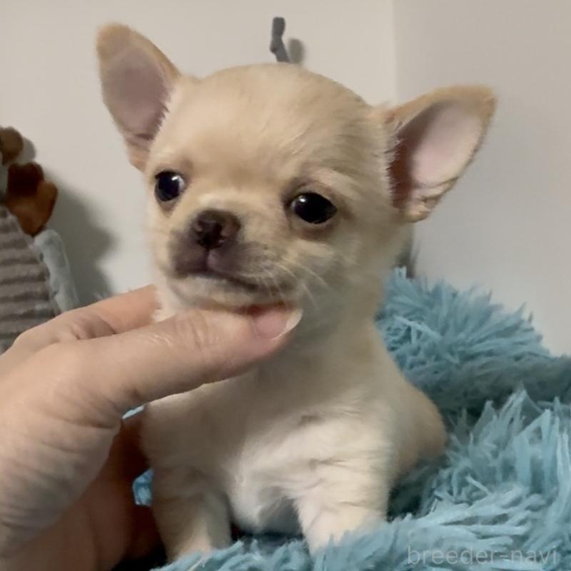 販売中の東京都のチワワ(ロングコート)-453092の4枚目