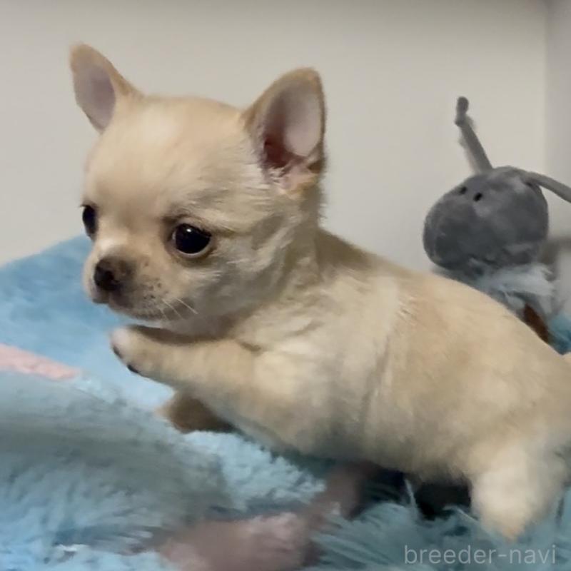 販売中の東京都のチワワ(ロングコート)-453092の3枚目