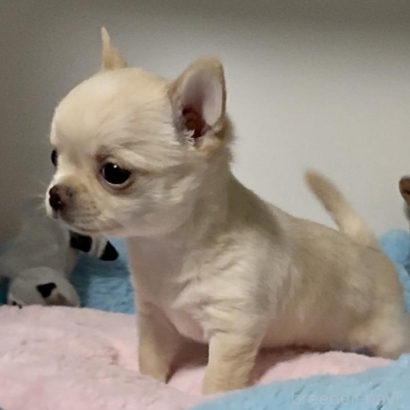 販売中の東京都のチワワ(ロングコート)-453092の2枚目