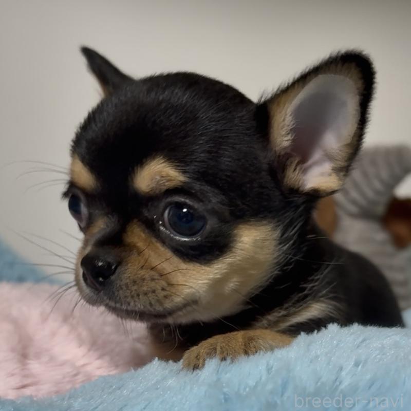 販売中の東京都のチワワ(スムースコート)-453093