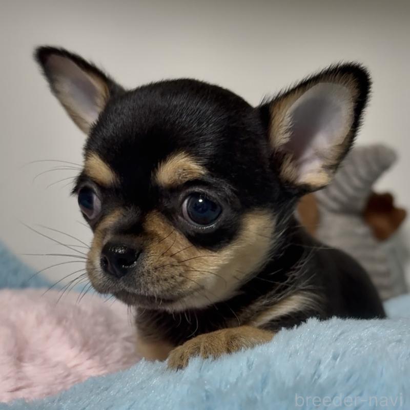 販売中の東京都のチワワ(スムースコート)-453093の4枚目