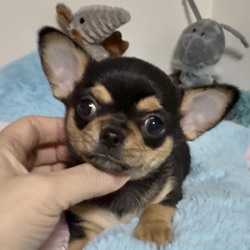 販売中の東京都のチワワ(スムースコート)-453093の3枚目