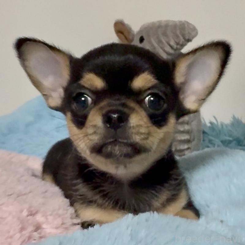 販売中の東京都のチワワ(スムースコート)-453093の2枚目