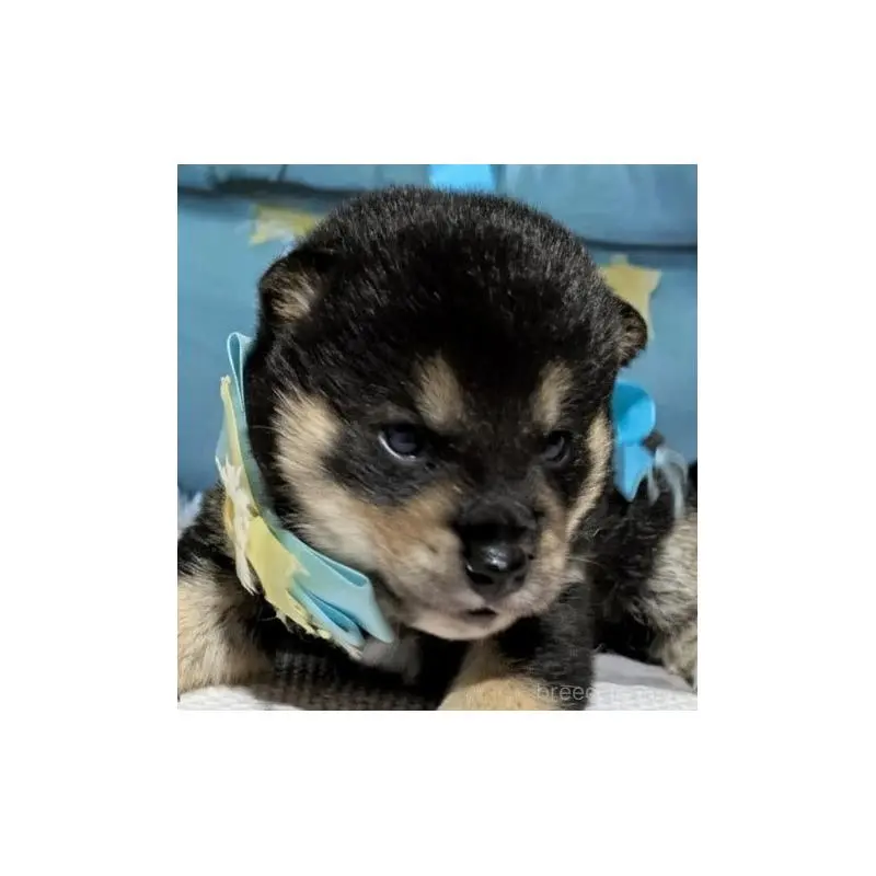 販売中の岡山県の豆柴-453095の5枚目