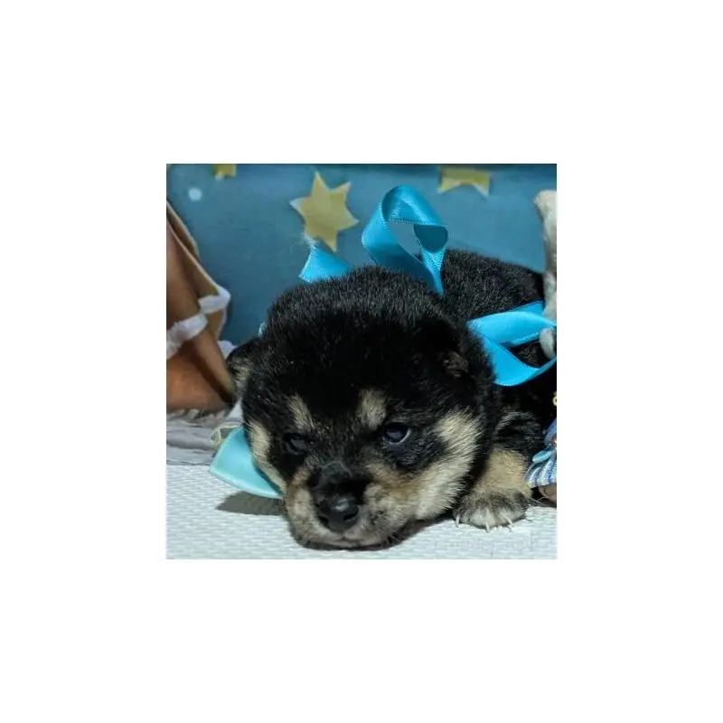 販売中の岡山県の豆柴-453095の4枚目