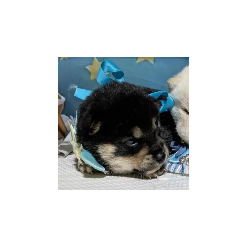 販売中の岡山県の豆柴-453095の3枚目