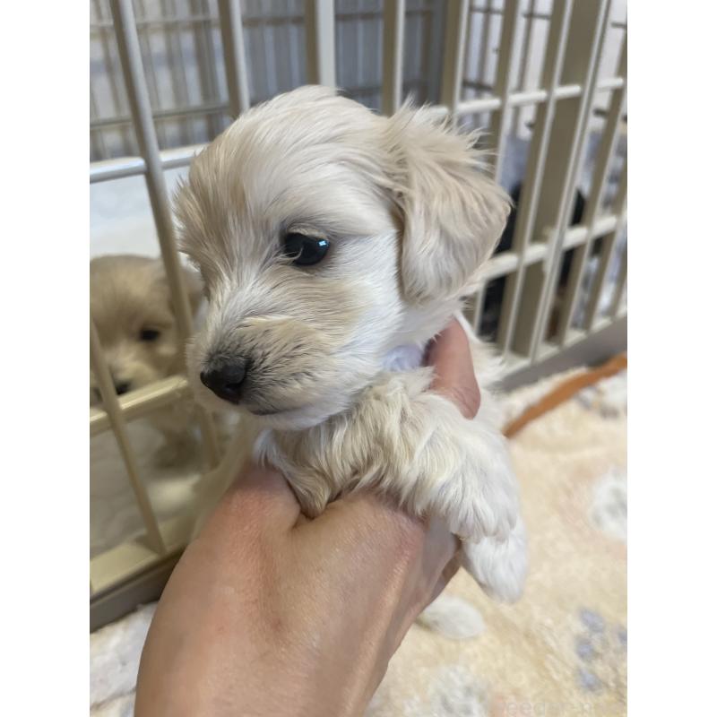 販売中の千葉県のマルックス:マルチーズ×ミニチュアダックスフンド-453096の5枚目