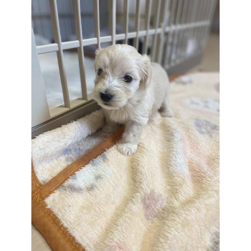 販売中の千葉県のマルックス:マルチーズ×ミニチュアダックスフンド-453096の4枚目