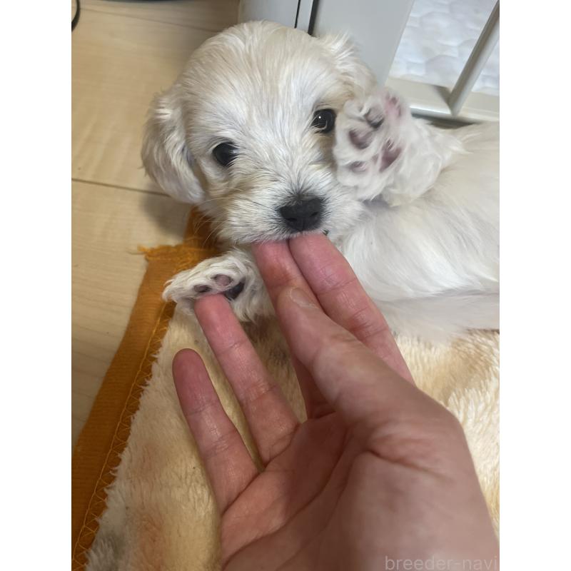 販売中の千葉県のマルックス:マルチーズ×ミニチュアダックスフンド-453096の3枚目