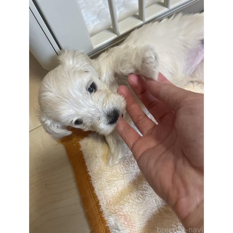 販売中の千葉県のマルックス:マルチーズ×ミニチュアダックスフンド-453096の2枚目