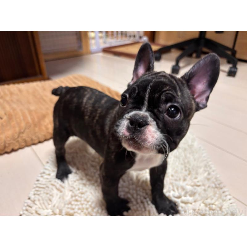 販売中の三重県のフレンチブルドッグ-437145