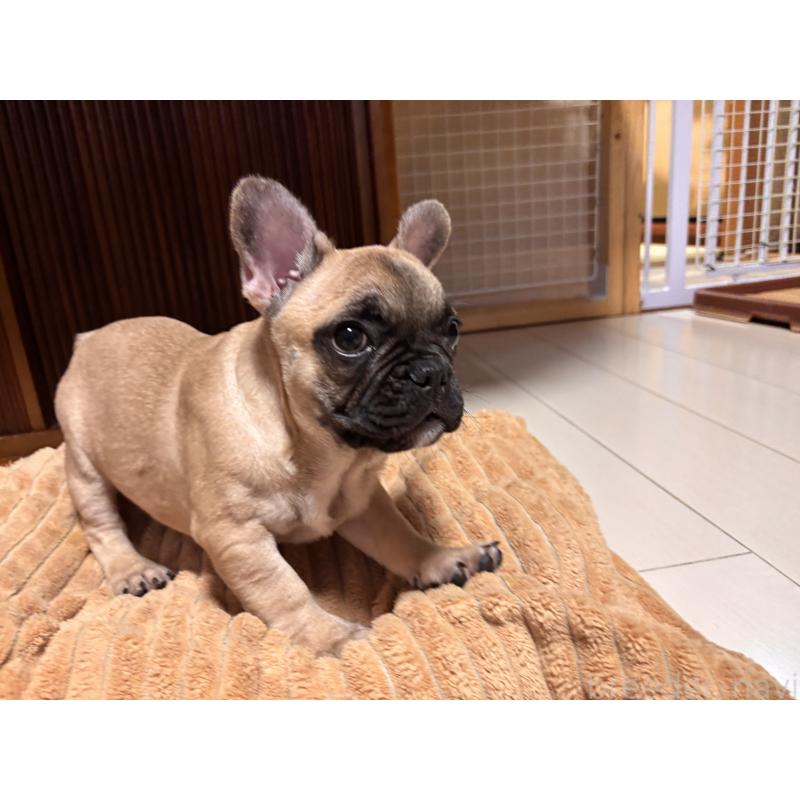 販売中の三重県のフレンチブルドッグ-437233