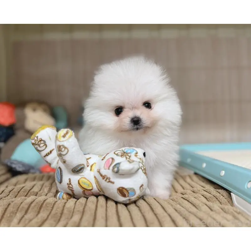 販売中の秋田県のポメラニアン-453097の5枚目