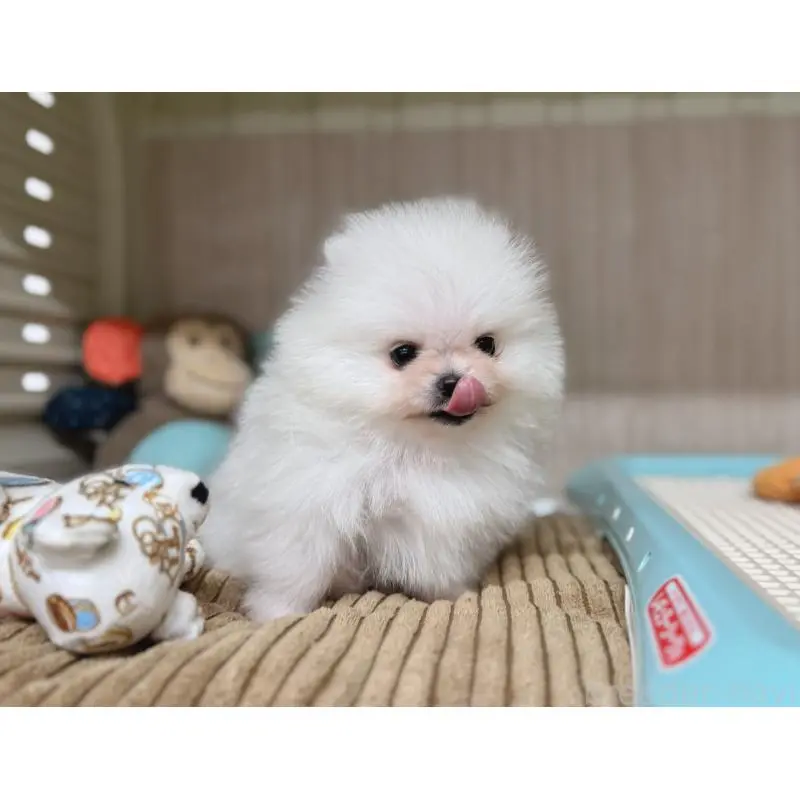 販売中の秋田県のポメラニアン-453097の4枚目