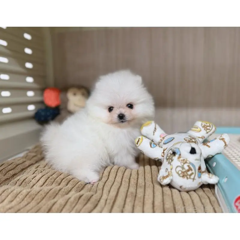 販売中の秋田県のポメラニアン-453097の3枚目