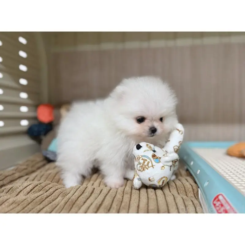 販売中の秋田県のポメラニアン-453097の2枚目