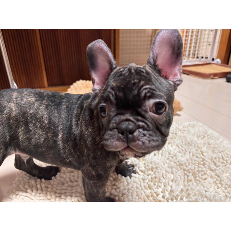 販売中の三重県のフレンチブルドッグ-437137