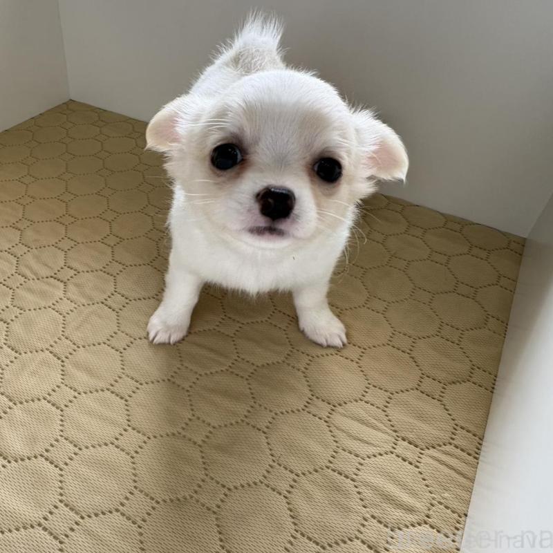 販売中の京都府のチワワ(ロングコート)-453098の6枚目