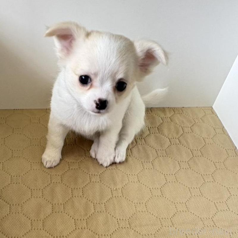 販売中の京都府のチワワ(ロングコート)-453098の5枚目