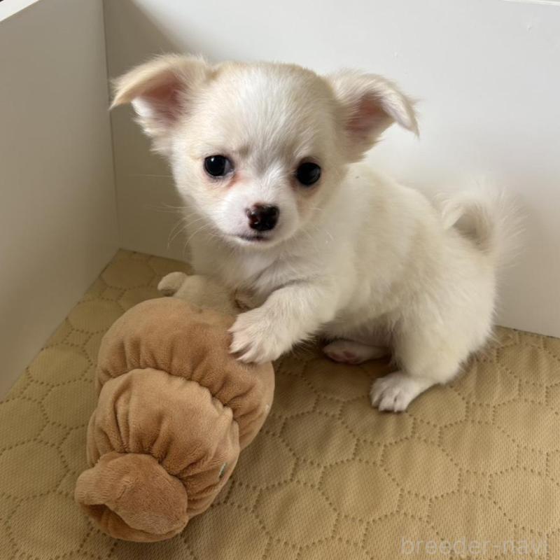 販売中の京都府のチワワ(ロングコート)-453098の4枚目