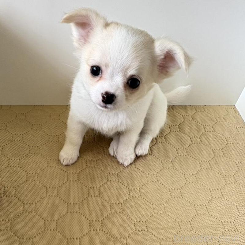 販売中の京都府のチワワ(ロングコート)-453098の3枚目