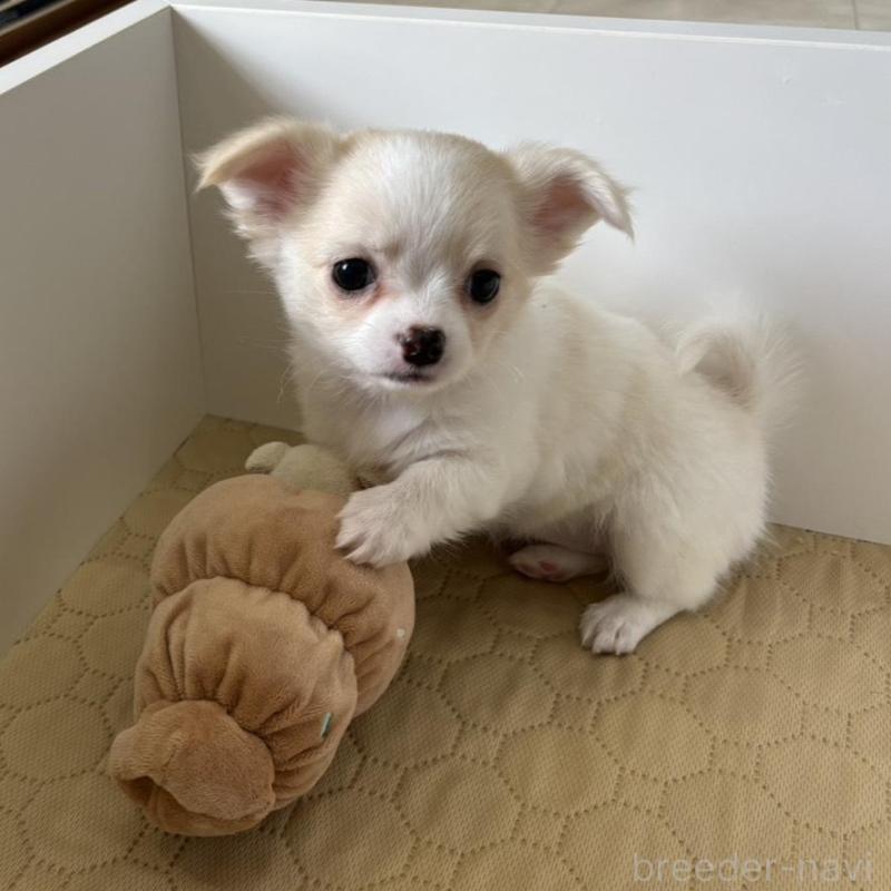 販売中の京都府のチワワ(ロングコート)-453098の2枚目