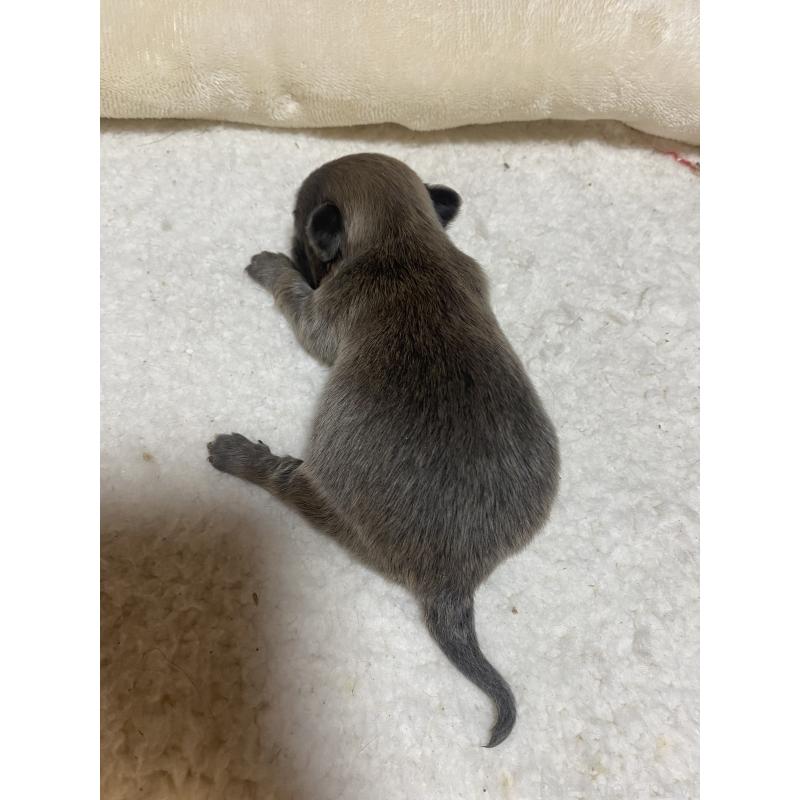 販売中の北海道のチワワ(ロングコート)-453099の5枚目